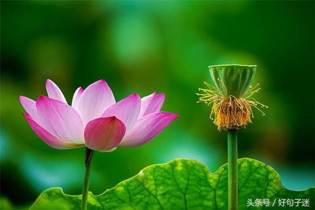 关于人生感悟的经典句子,看完让你明白好多!