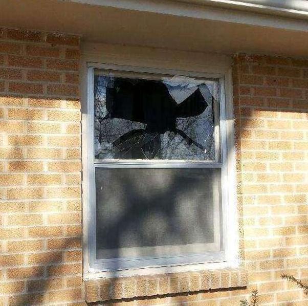 一只不速之客破窗而入,把卧室搞的乱七八糟之后竟然做出这种表情