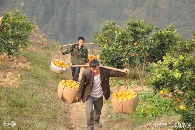 脐橙多少钱一斤?农村种一亩大约能赚多少钱?