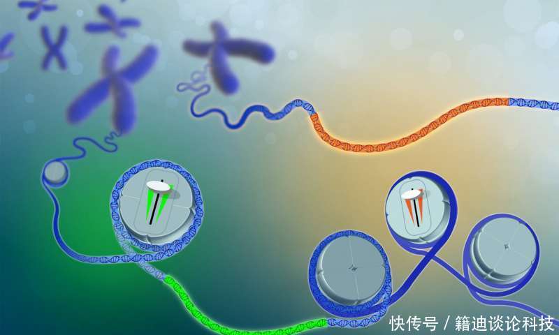 人类头发颜色为什么会不一样?的科学家认为其