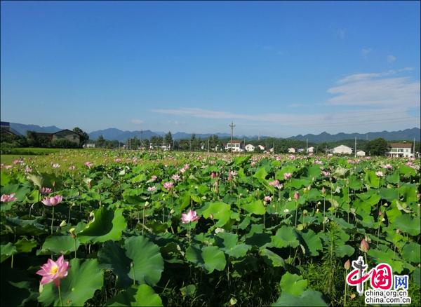 湖南牛田镇:镇域经济发展新引擎打造浪漫福地