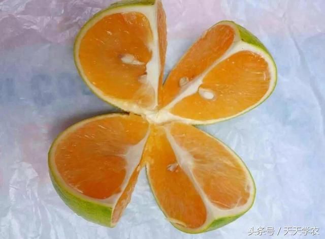 柑橘品种选啥好?20年经验揭秘沃柑、红美人等