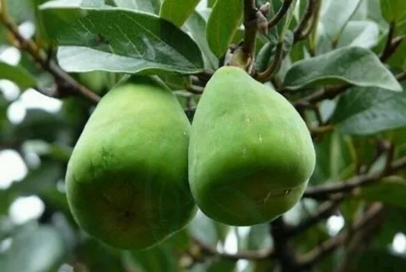 凉粉果,它的学名叫"薜荔"(bì lì),又名凉粉子,木莲等.