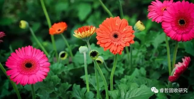 可转债华通转债申购定价分析