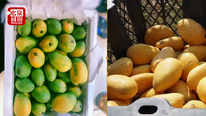 大学为毕业校友寄1000斤芒果:专属青春的甜蜜果实只为你摘 大学为毕业校友寄1000斤芒果:专属青春的甜蜜果实只为你摘