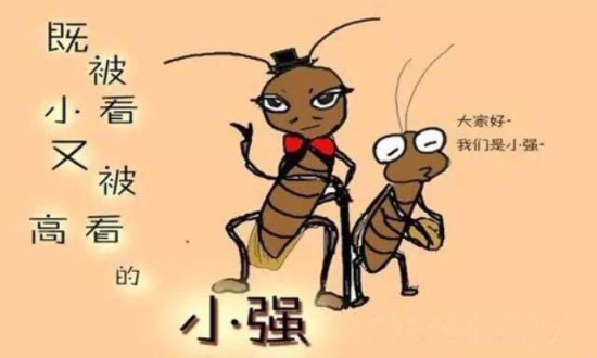 土豆泥加硼酸才是灭蟑螂好手!网友神吐槽与小强相爱相杀 土豆泥加硼酸才是灭蟑螂好手!网友神吐槽与小强相爱相杀