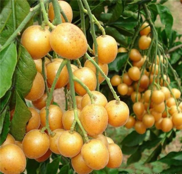 农村这种水果,南方人的最爱,营养丰富,北方人估