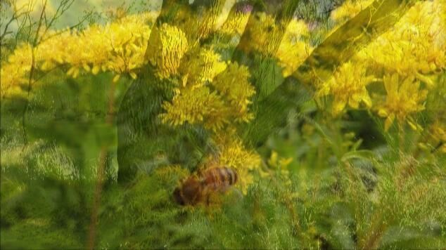 视频剪辑、片头片尾制作用哪款软件?全网最全