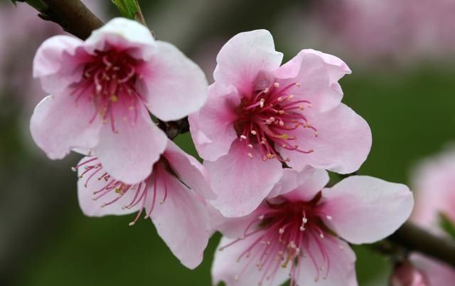 三条姻缘为何迟迟不来的原因,看算命先生怎么