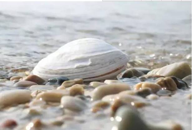 赶海全攻略，教你亲手捕获美味海鲜!