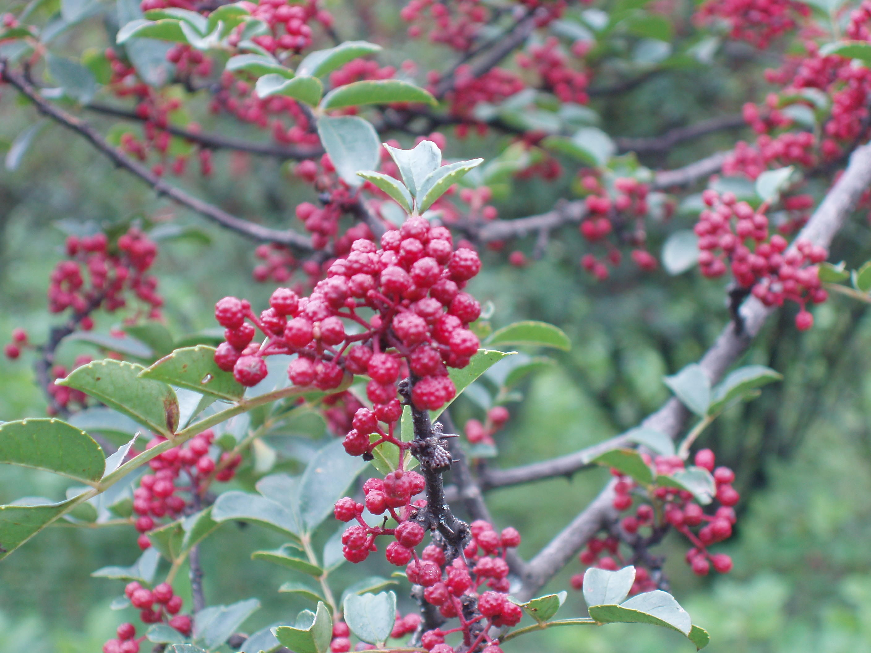 村里这食材随处可见,没想到好处这么多,抗衰老让头发乌黑!