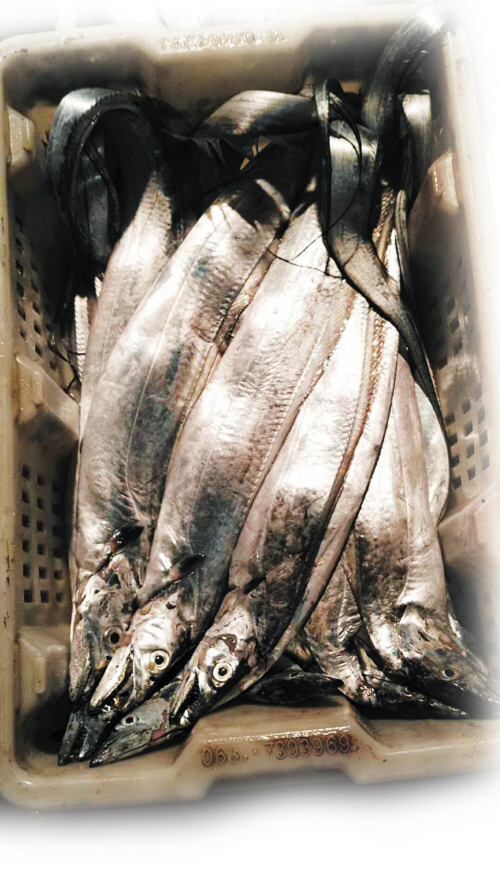 "渤海刀"量上来了期待开渔之后的这味口福