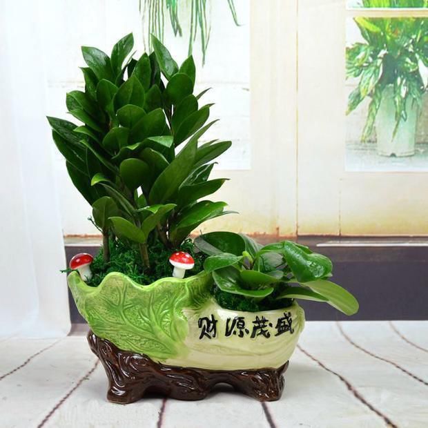 适合放在房间内的盆栽,净化有害气体,天然供氧机