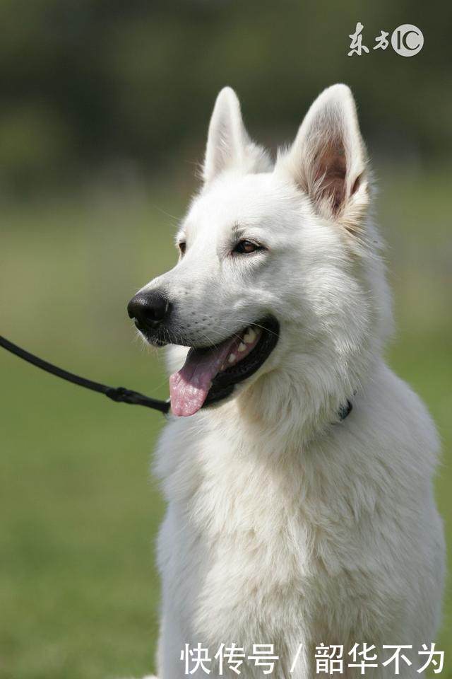 1982年出生,37岁的属狗人是什么命