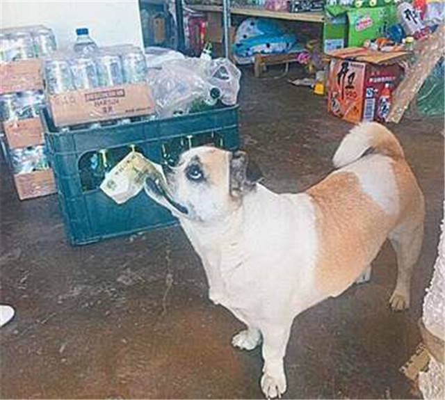 近日,一则小狗叼1元买火腿的新闻引起网友的关注,网友纷纷笑称说好