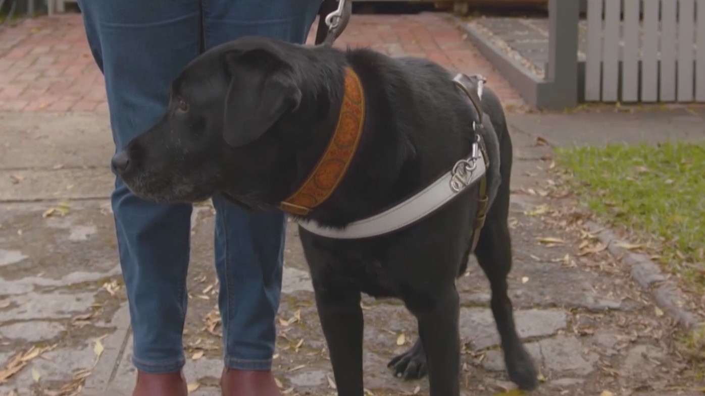 澳大利亚出租车拒载携导盲犬的乘客将被重罚