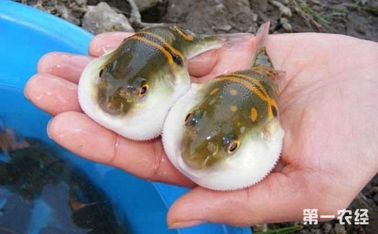 河豚要怎么养?河豚的养殖方法介绍