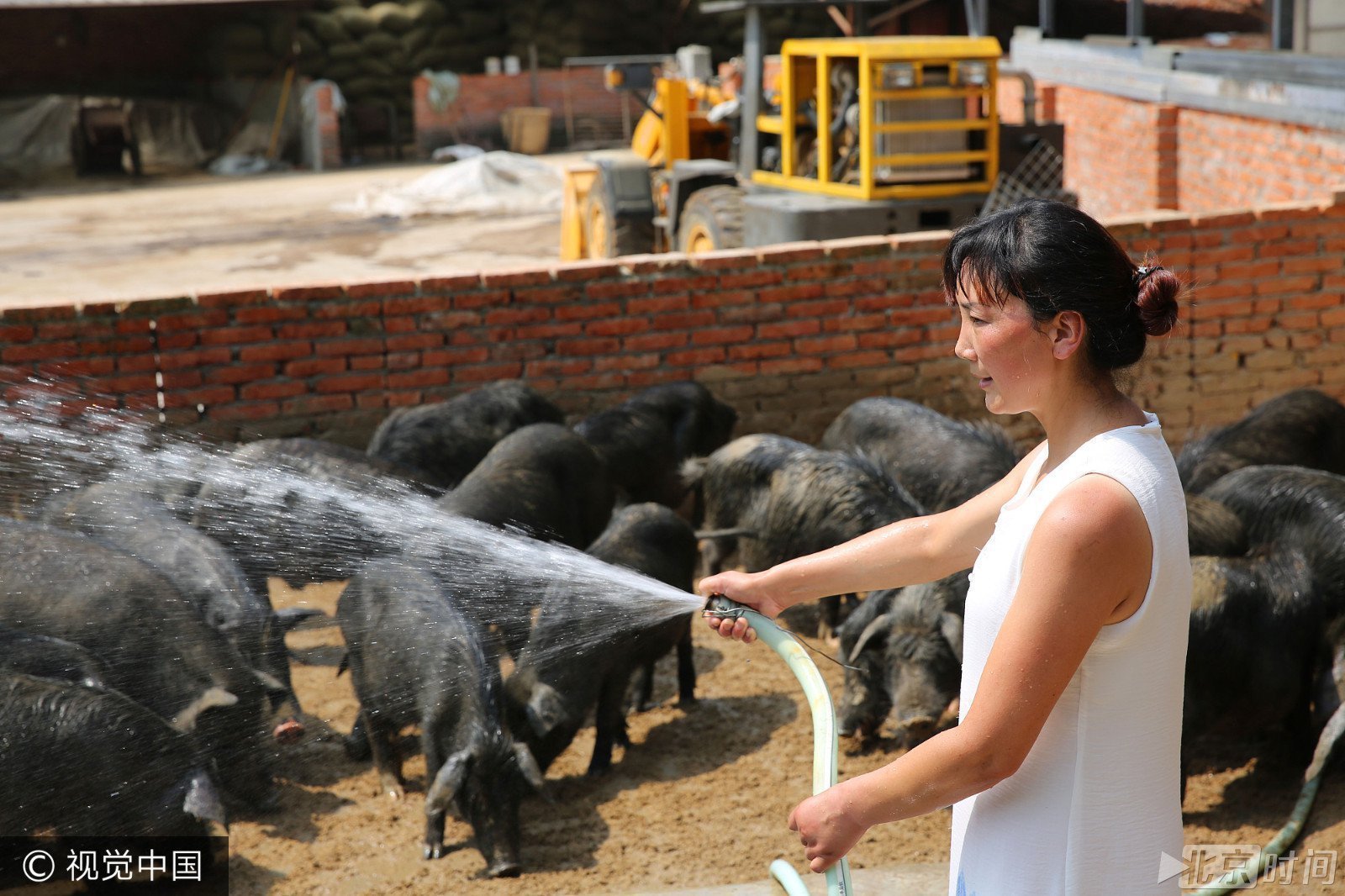 饲养成本超过200万 带你了解猪里的"战斗猪"