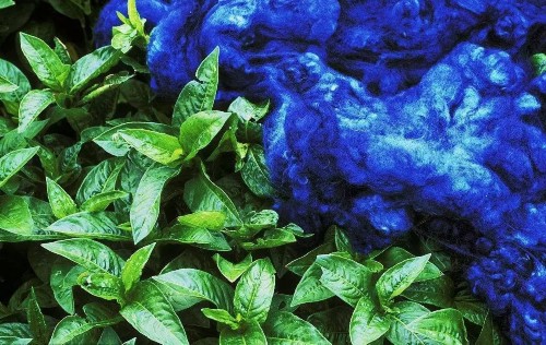 草木如织|蓼蓝草木染