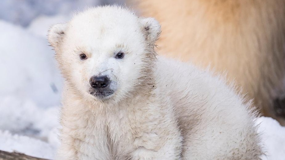 当地时间2月28日，一头北极熊幼崽首次亮相丹麦哥本哈根动物园，并与妈妈形影不离。