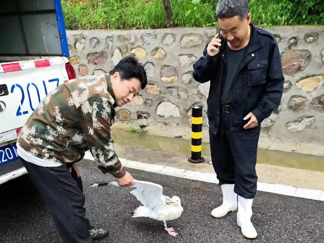 黄松峪水库发现落单又受伤的野生动物