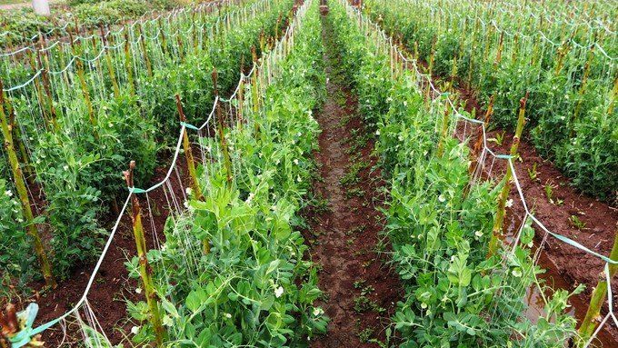 野萝卜秧,这个野外比较常见,但是要注意喽,这个可不是野外的萝卜秧