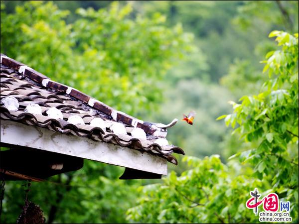 四川广元曾家山大力发展生态旅游 助推乡村振兴