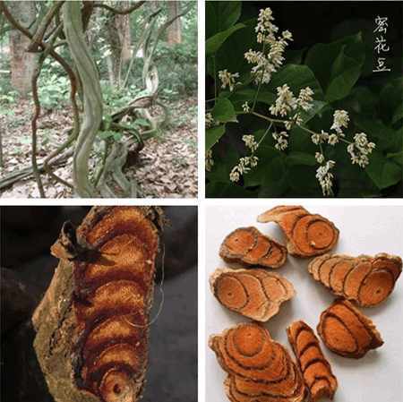 鸡血藤伪品多, 买时请记住这些提示不上当