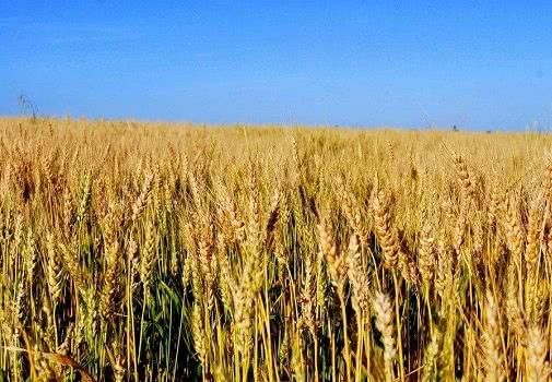 农民辛苦种出来的粮食,为何却迟迟不涨价?专家