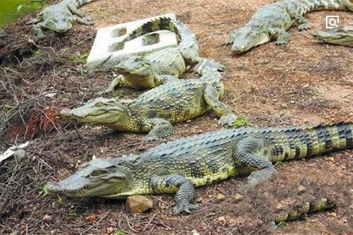 全球最罕见动物雨:蟾蜍从天而降