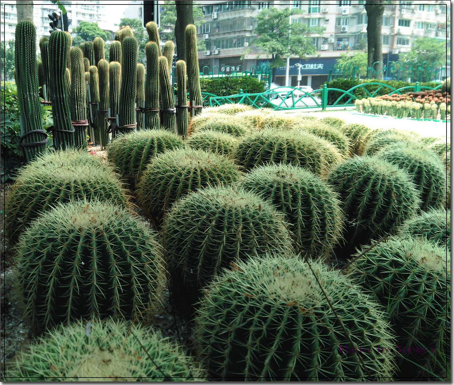 仙人掌景观造型靓街头,喜迎宾客
