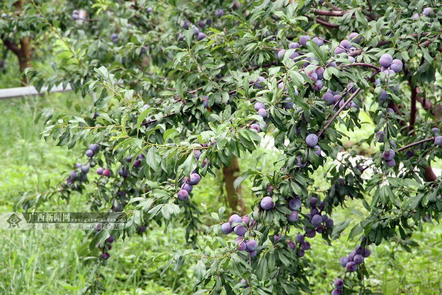 天峨举行2017年龙滩珍珠李节 一日卖出29吨(图)