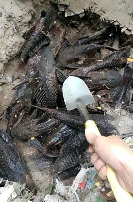 农村排水渠,都是硬壳鱼没法吃,村民钓到,全埋土里