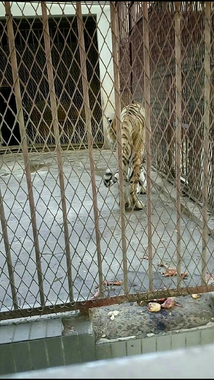 许昌动物园动物惨状虐哭网友 园长:并没虐待,只是游客要求变高了