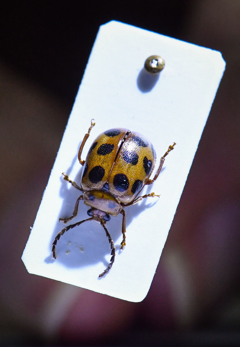 罕见!我国科研团队在城市湿地发现一稀有昆虫新物种