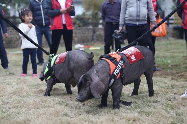 3人4足跑、赶猪跑、袋鼠跳、田间拔河.这才是
