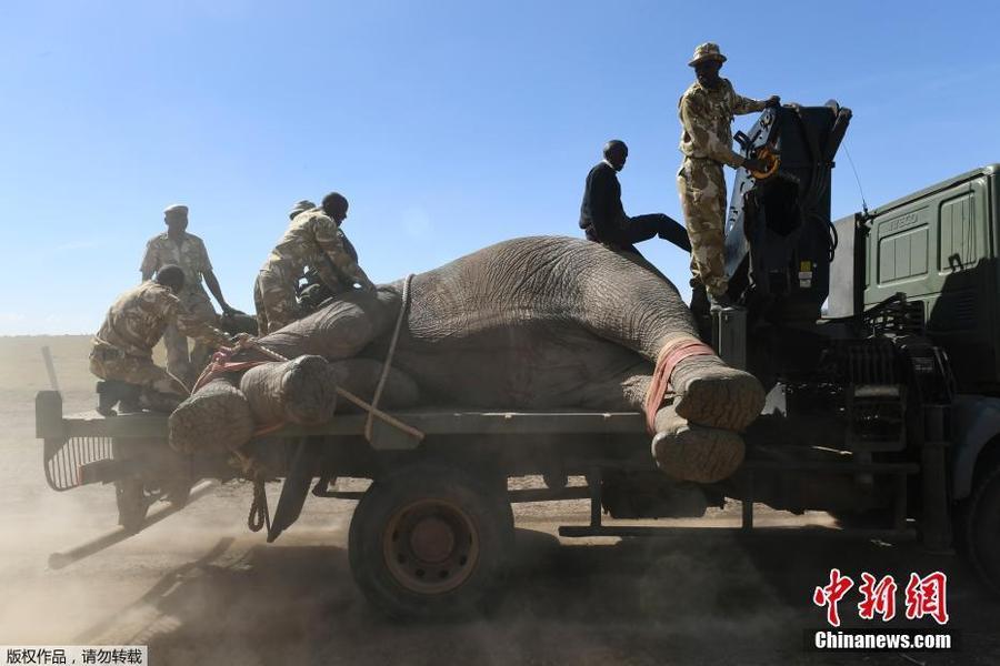 被麻醉的大象“安静”的躺在卡车上，肯尼亚野生动物协会此举是为了更好的保护这些生存遭到威胁的野生动物。