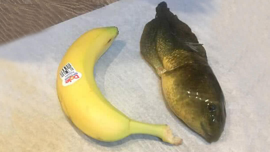 上最大的蝌蚪,体长达25厘米,但越长越不合理!