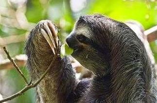 树懒动作这么迟缓却没有灭绝,是什么原因呢