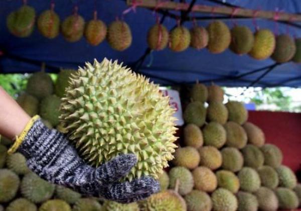"臭名"远扬!长出10多公斤重巨型榴莲 泰果园蹿红