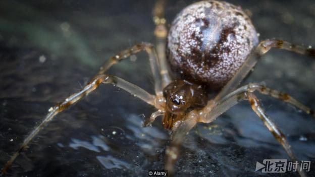 牛津实验室养上千只食肉蜘蛛 不敢再多怕相互厮杀