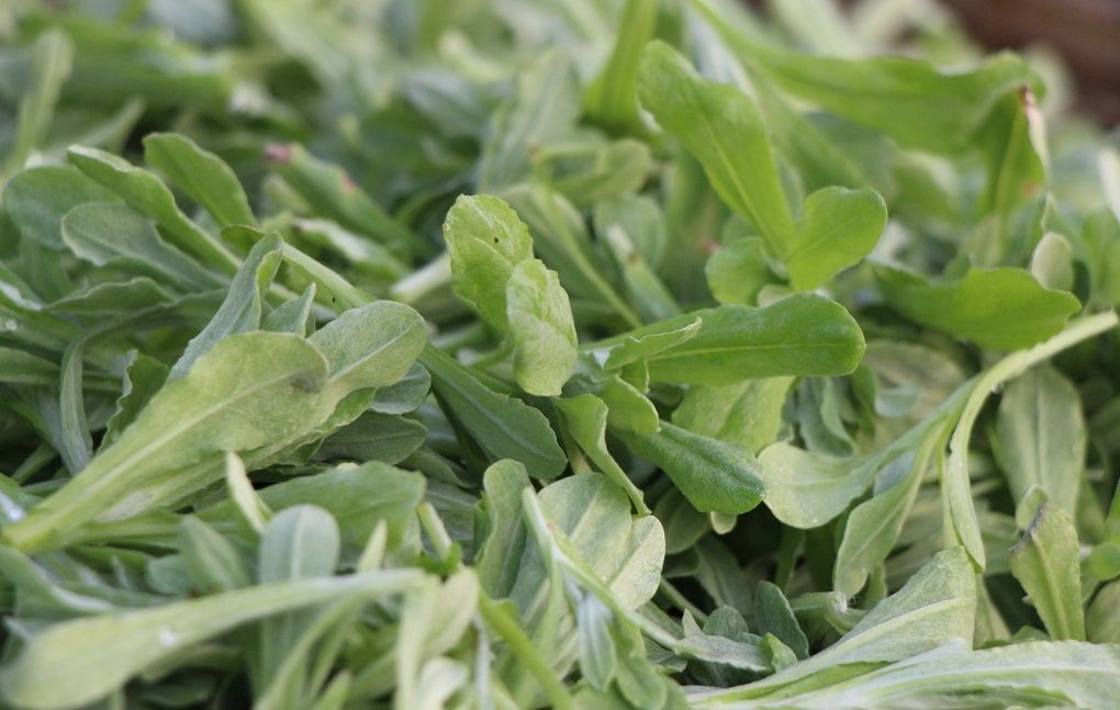 农村这三种补血又抗癌野菜,吃到就是赚到!没吃到的要好好珍惜!