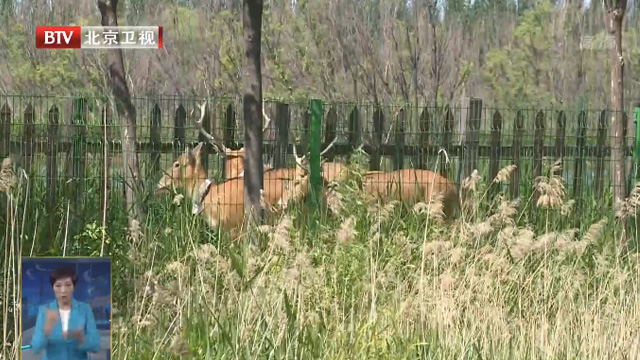 世界环境日：麋鹿首次被引入延庆野鸭湖湿地