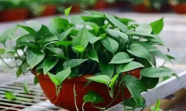 高手在民间:一根绿萝变一盆,二十天就能做得到