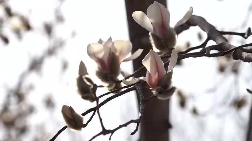花香北京 玉兰花渐开 花香北京 玉兰花渐开