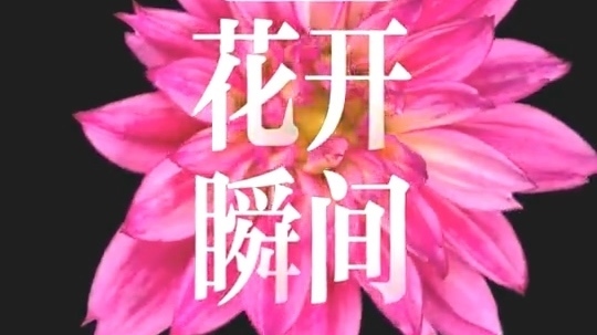治愈！延时摄影带你沉浸式看花开瞬间✿