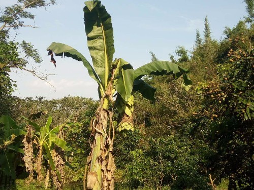 中国香蕉之乡广西浦北发现神奇香蕉树,你肯定