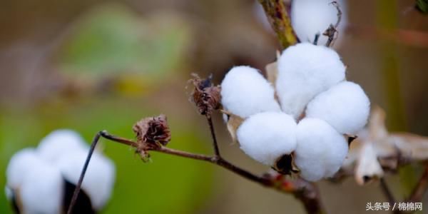 国家发改委:新增棉花进口滑准税配额80万吨!市