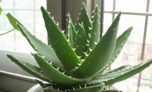 芦荟为何会叶子发黄这么好养的植物,你也能养