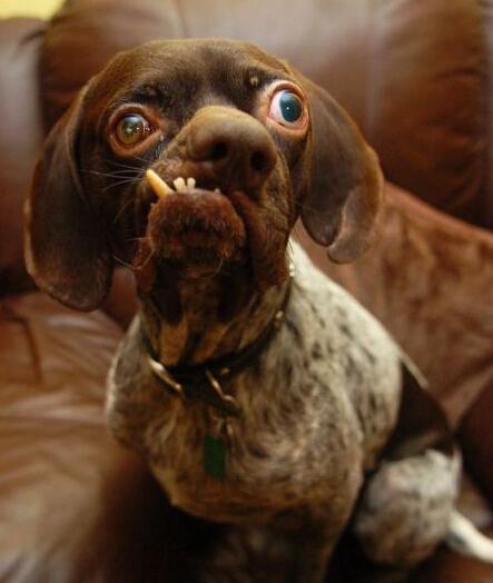 地球上10大长相最丑的狗,丑陋背后都有着令人